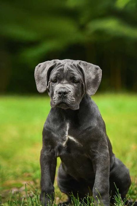 Елітні,породні,найкращі Кане Корсо