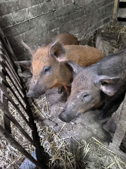 Prosięta mieszańce