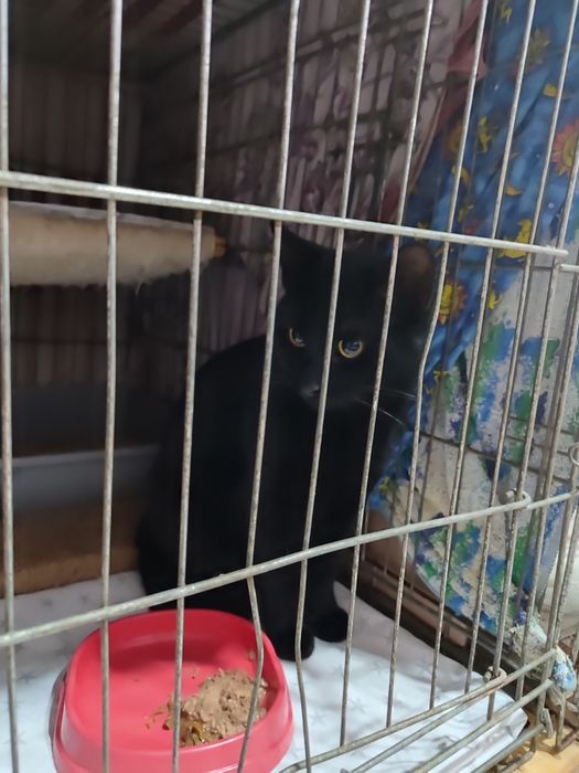 Кіт чорний знайдено шукаю сім'ю