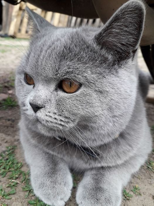 Шотландський прямовухий котик чекає на в'язкуВ'язка