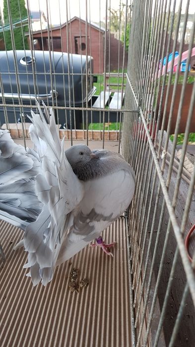 Gołębie Pawiki srebrne para