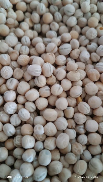 Groch siewny Astronaute 2025