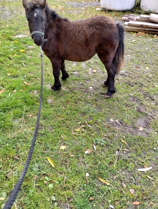 Sprzedam Klaczka kucyka