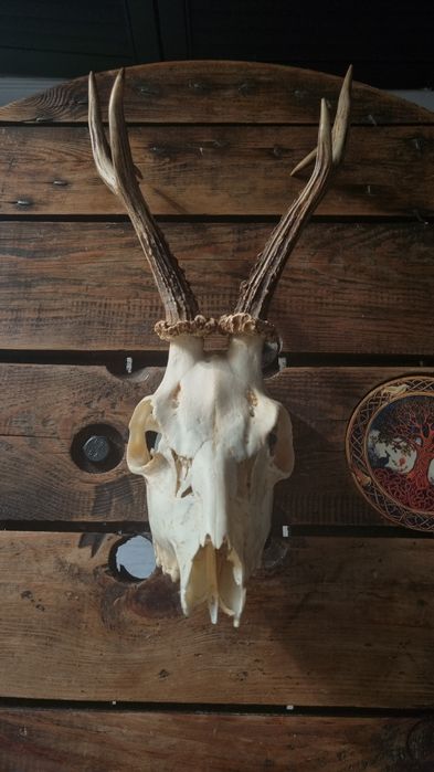 Czaszka i poroże jelenia