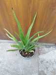 Aloe vera var. Chinesis 4 letni