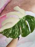 Monstera variegata ukorzenione szczepki