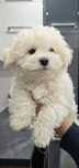 Bichon Frise FCI Piesek