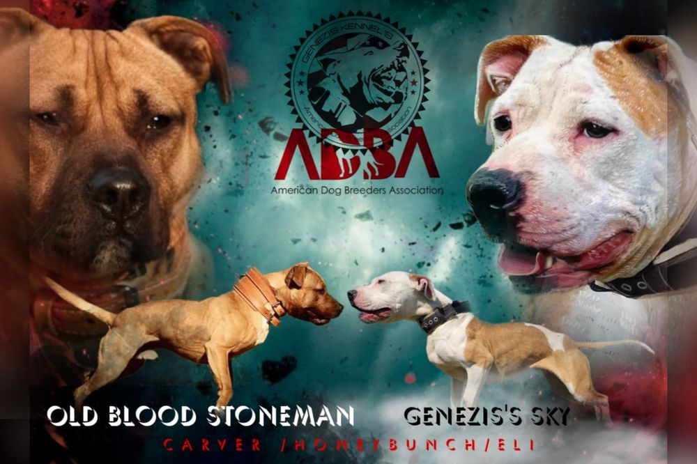 American Pit Bull Terrier