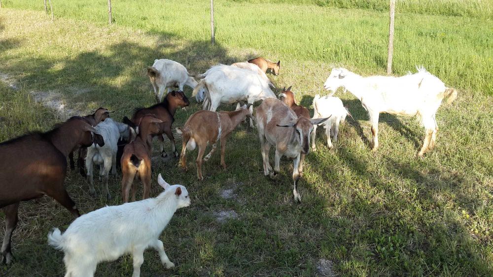 Кози породисті розумні та ручні. 9шт. Траса Київ-Чоп с.Ясенів