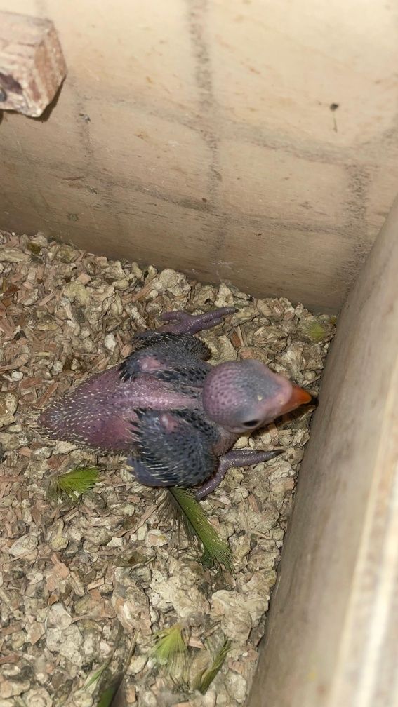 Ringneck nascidos a 9 de Julho para criar a mão