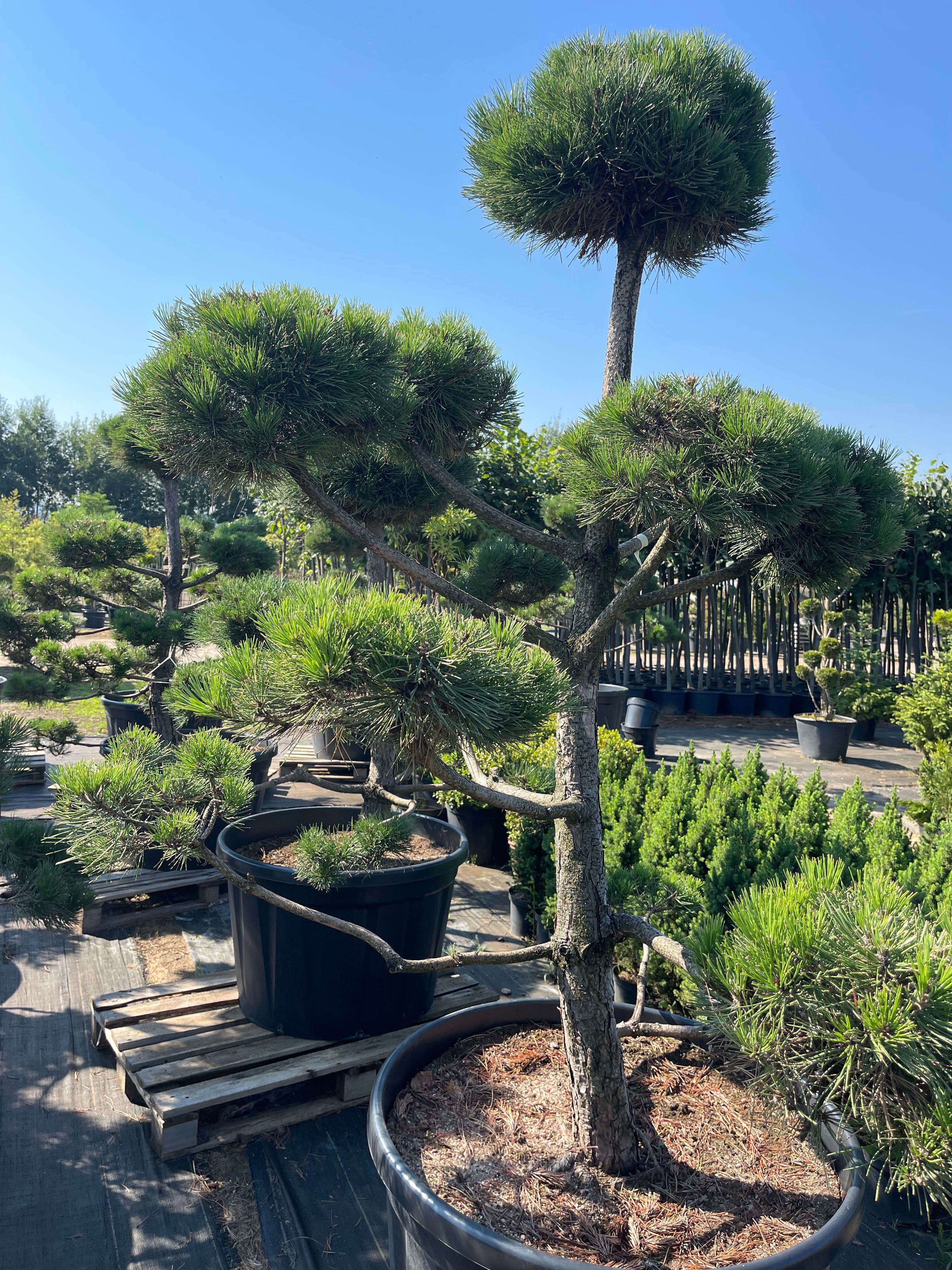 Bonsai Sosna Czarna Niwaki 180-200 cm Cena 2500 zł