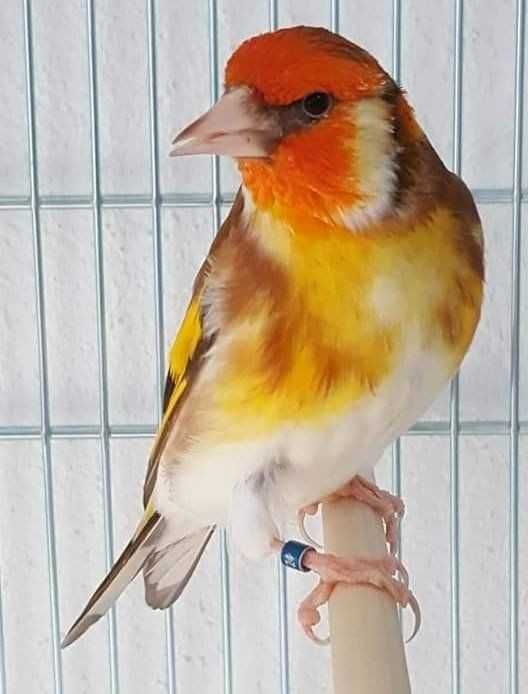 Vendo pintassilgo anilhado n969