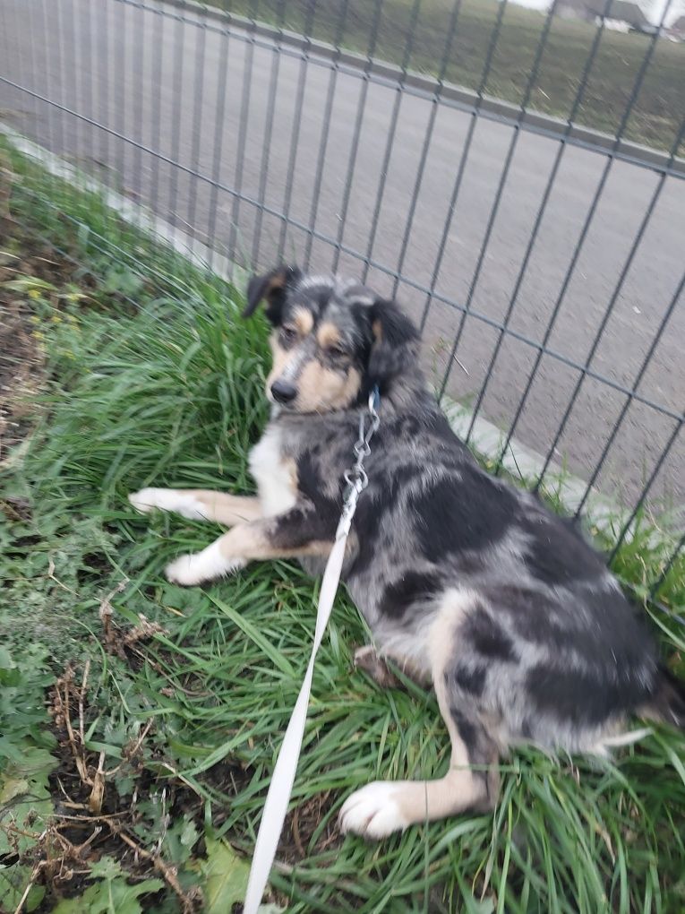 Oddam za darmo ze schroniska suczke po sterylizacji.