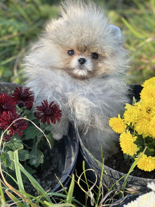 Померанський шпіц 4 міс