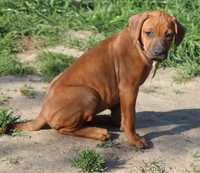 Rhodesian Ridgeback, suczka niestandardowa