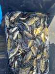 Karp  amur narybek
