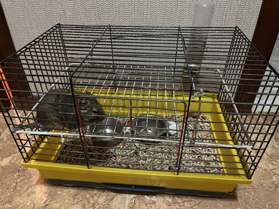 Гризун безкоштовно