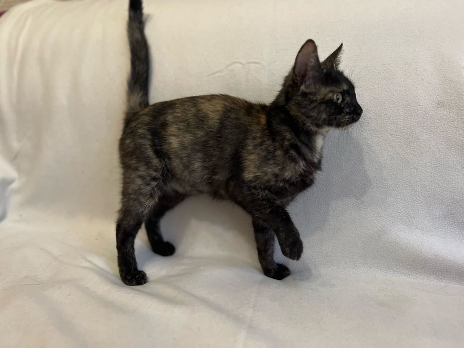 Киця компаньон. Дуже ласкава