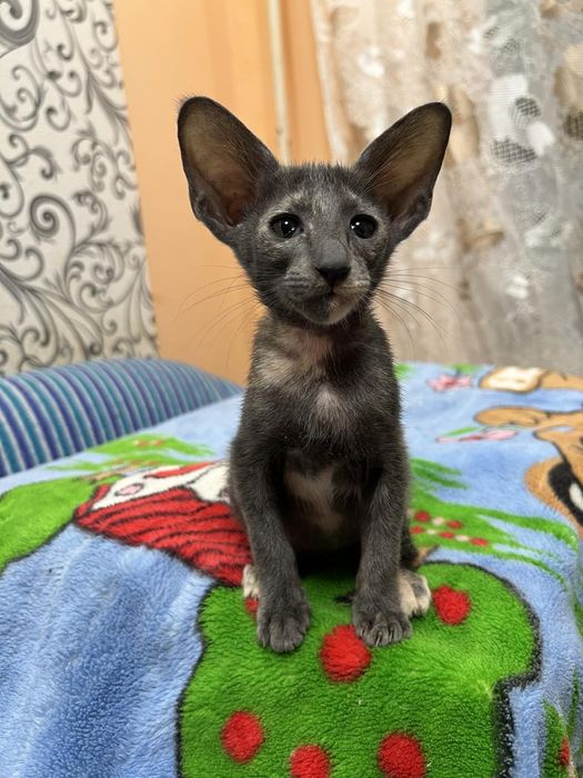 Орієнтальне кошеня. Кішка!!!