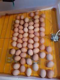 Яйцо для инкубации несушек, мясо-яичных Украина,импорт