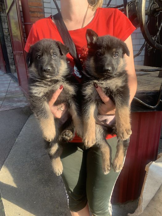 Продам цуценят Німецької вівчарки