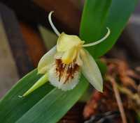 Coelogyne fimbriata - Orquídea Montada