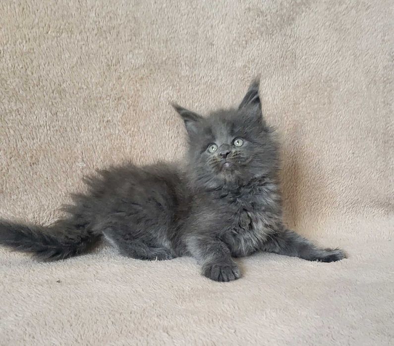 Niebieska dziewczynka maine coon FPL