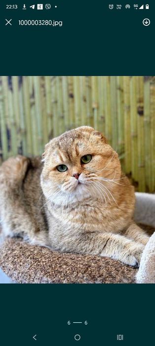 Szkocka koteczka szynszyla point wcf