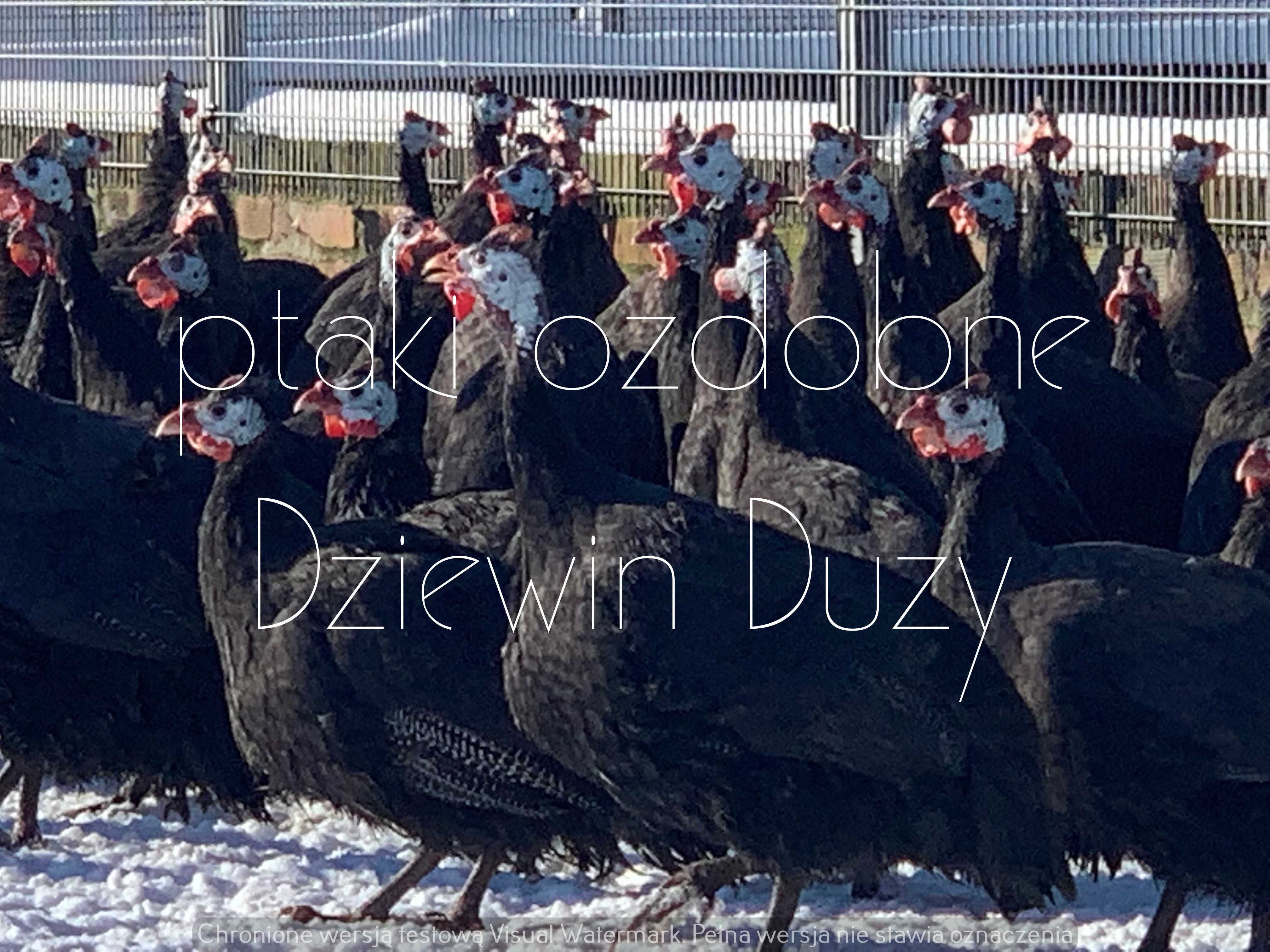 drób i ptaki ozdobne leczenie profilaktyka exolt