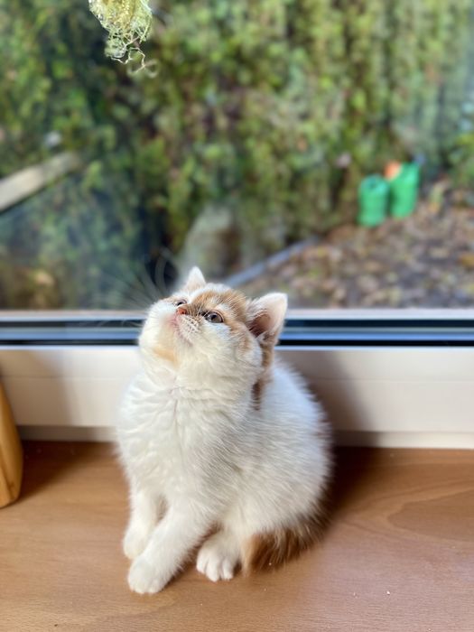 Kotka Brytyjska Bicolour WCF