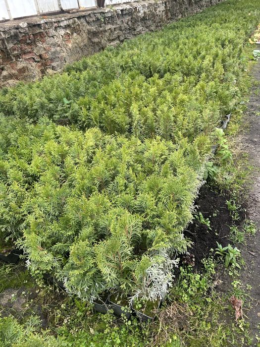 Смарагд-гуртом, горщик п9, 0,75, с2