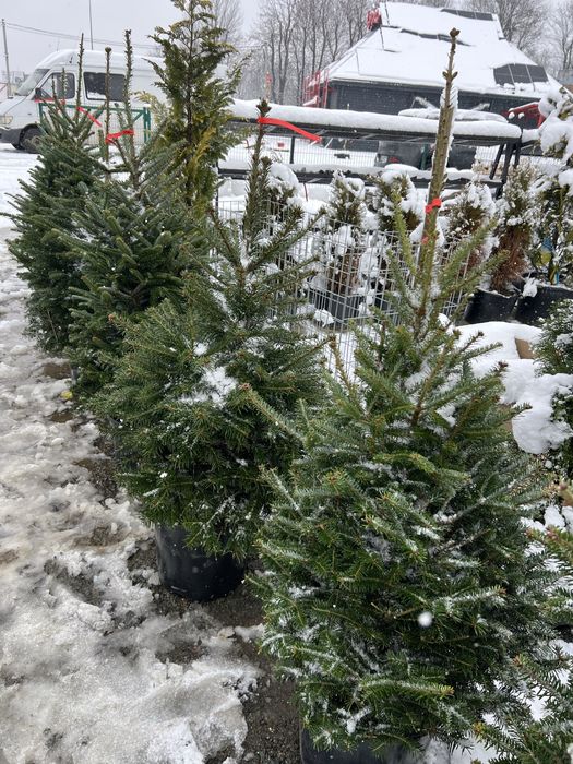 Ялинка у горщику жива ялинки новорічні