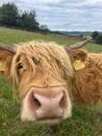 Sprzedam byczka highland cattle