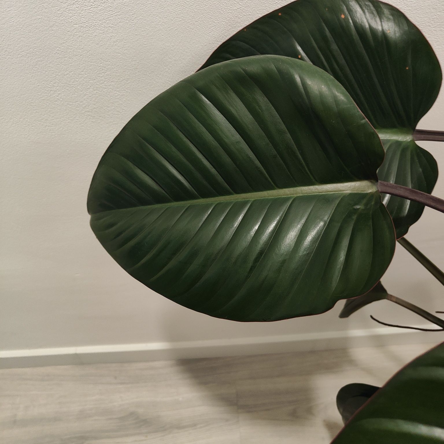 Philodendron " red beauty " // planta interior