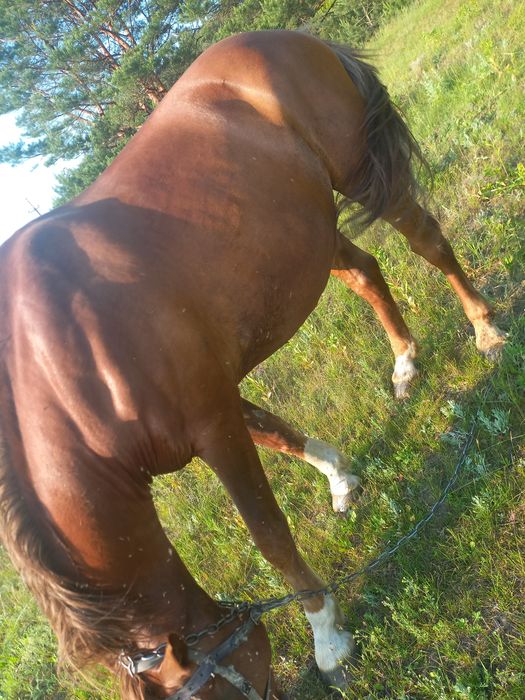 Продам коня  не із малих коней виский