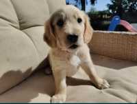 Golden retriever suczka