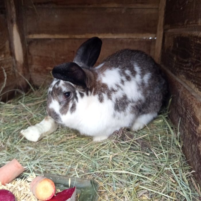 Króliki młode samiec