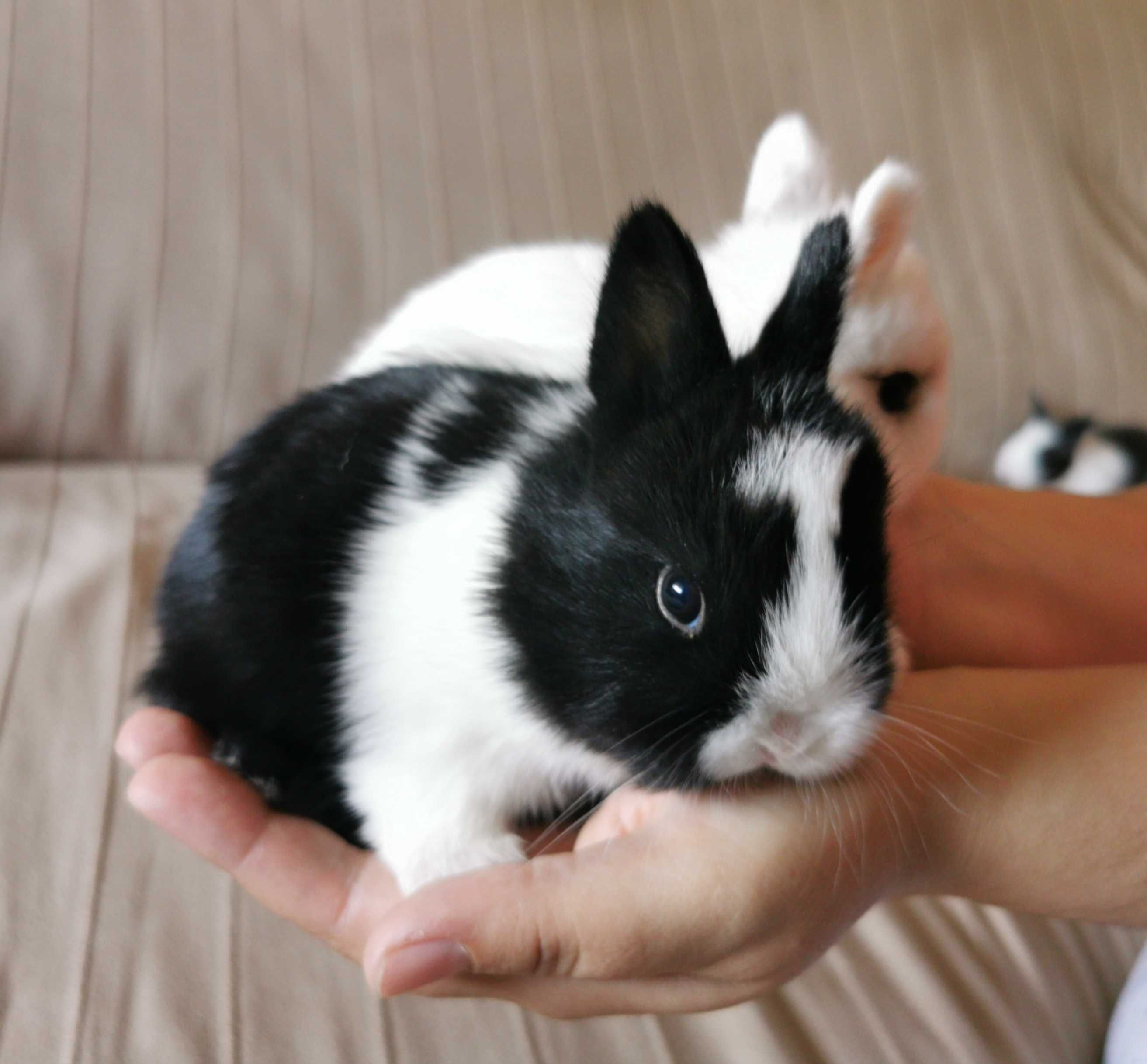 Coelhos anões bebés + gaiola nova + alimentação adequada