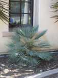 Chamaerops humilis var. cerifera MROZOODPORN -13