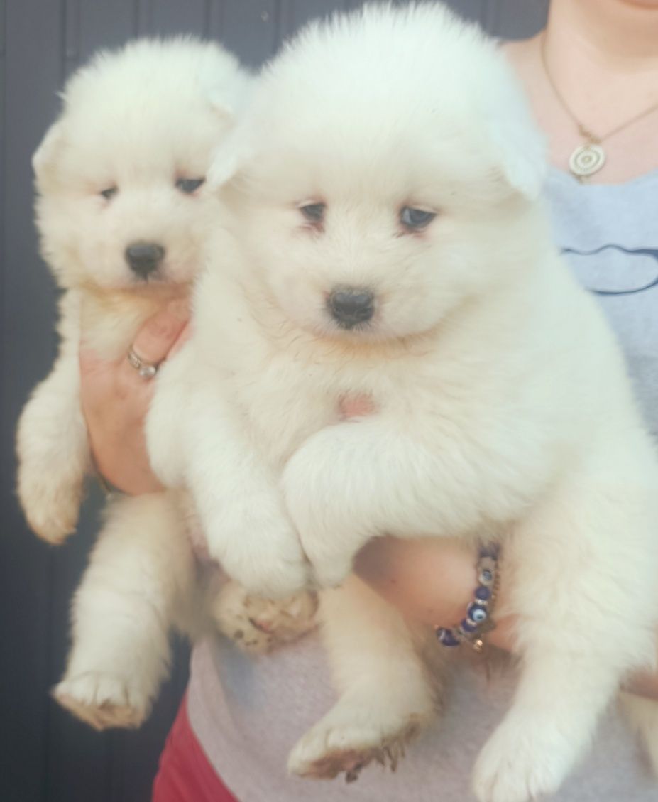 Samoyed piesek .