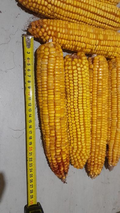 Семена кукурузы .