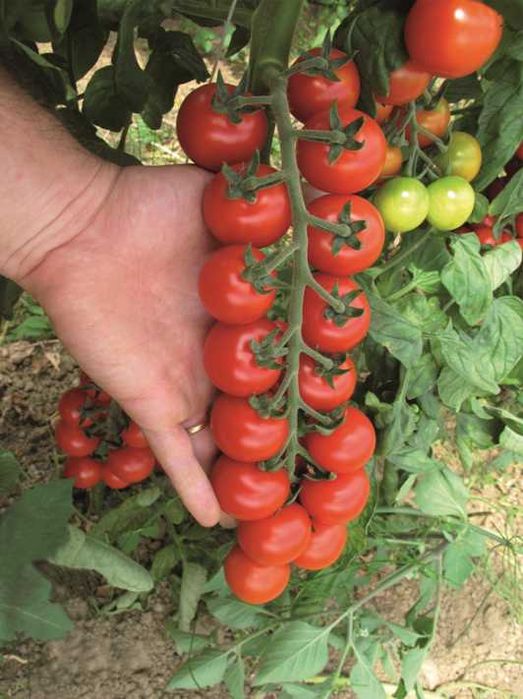 Sadzonki pomidorów koktajlowych TUDOR F1 - rozsada