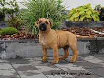 Amstaff szczeniak