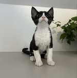 Elegancja w wersji miauczącej, kotka Devon Rex