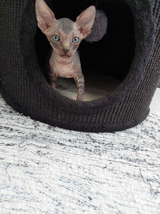 Gatinho Sphynx Canadian