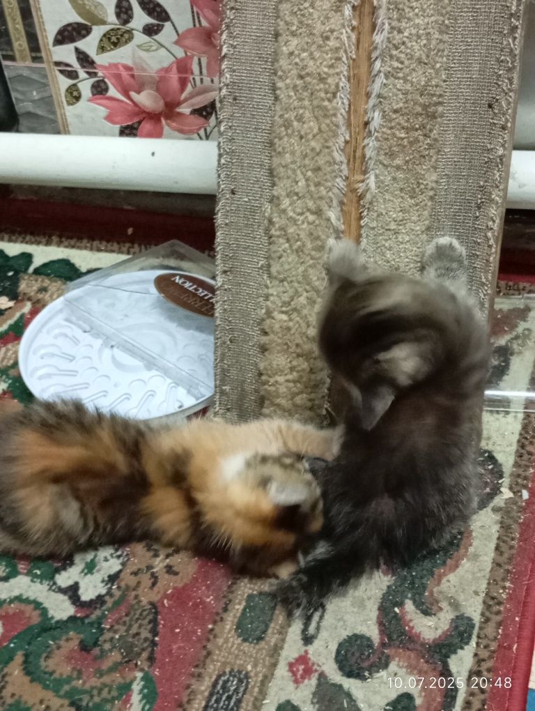 Отдам котят вислоухой кошки