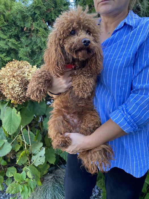 Pudel Toy Mini dorosła suczka red brown z rodowodem