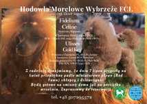 Pudel miniaturowy Płowy (Red Fawn) ZKwP/FCI, rodowodowe po Championach