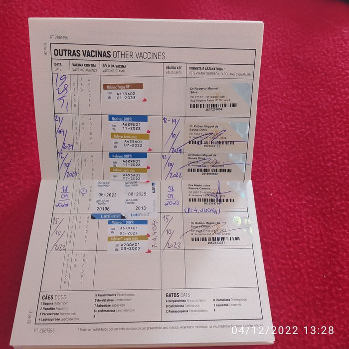 Caniche para  namorar