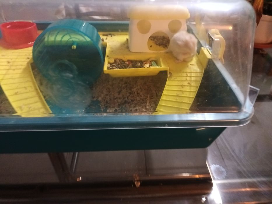 Gaiola para hamster + hamster